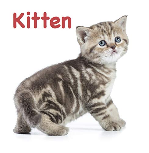Pets Touch and Feel Board Book for Children: Sensory Adventure The World of Friendly | Early Learning with Touch, Sight, and Simple Words | Animal Recognition Skills | Touch, Feel, Learn, and Love (Board book)