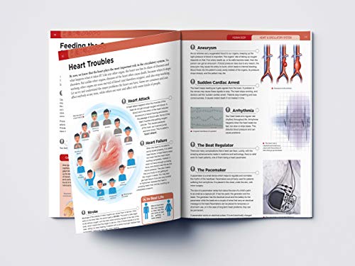 Human Body - Heart And Circulatory System: Knowledge Encyclopedia For Children (Paperback)