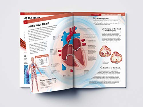 Human Body - Heart And Circulatory System: Knowledge Encyclopedia For Children (Paperback)
