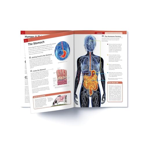 Human Body Box Set: Knowledge Encyclopedia For Children (Paperback)