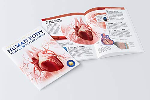 Human Body - Heart And Circulatory System: Knowledge Encyclopedia For Children (Paperback)