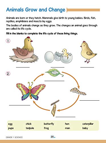 Science Fun-Filled Activity Book for Kids Grade 1: Smar Schoolars | Science for Early Learners | Children’s Skill Build | Hands-On Learning ; 6+ Ages (Paperback)
