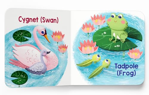 My First Baby Animal – Boxed Set of 5 Board Books: On the Pond, In the Forest, On the Farm, On the Mountains & In the Savanna | Illustrated Early ... Board Books for Ages 0–3 Years: Mini Box Set (Board book)