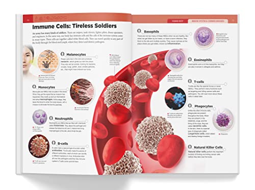 Knowledge Encyclopedia - Human Body (Hardcover)