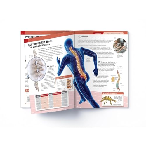 Human Body Box Set: Knowledge Encyclopedia For Children (Paperback)