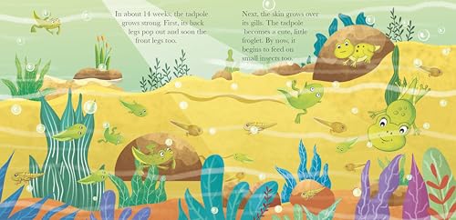 Board Book: Watch Me Grow! Frog- Activity Book for Children Age 3-5 Years (Board book)
