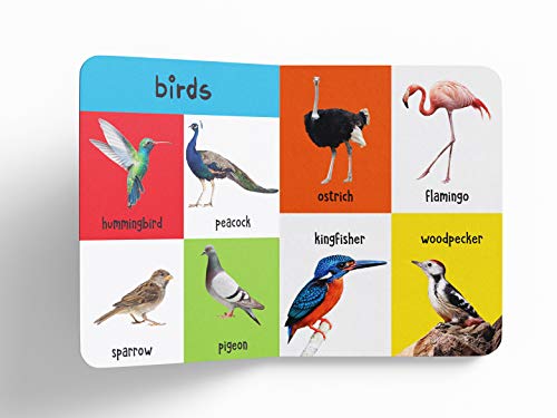 My First 4 in 1: Wild Animals, Pet & Farm Animals, Birds, Sea Animals | Padded Board Book for Kids | Learn About Different Animals with Bright, Engaging Pictures | Early Learning Book for Babies, Todd (Hardcover)