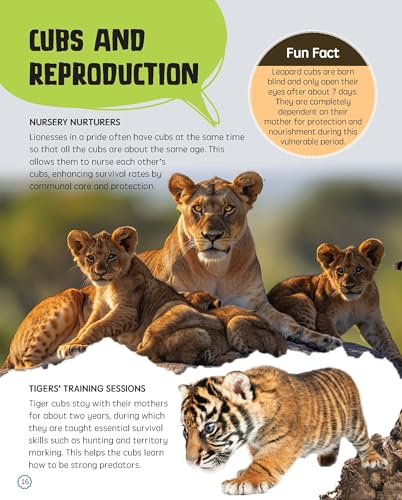 Must Know 100 Facts About Big Cats (Paperback)