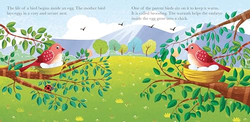 Board Book: Watch Me Grow! Bird- Activity Book for Children Age 3-5 Years (Board book)