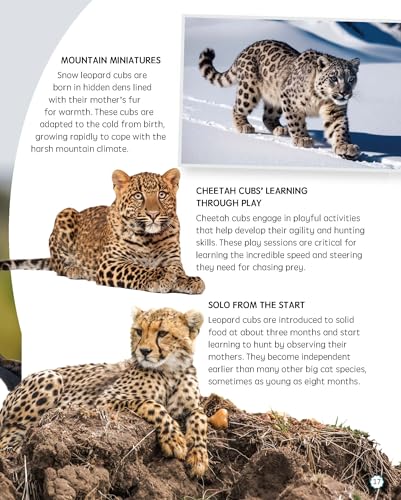 Must Know 100 Facts About Big Cats (Paperback)