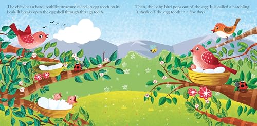 Board Book: Watch Me Grow! Bird- Activity Book for Children Age 3-5 Years (Board book)