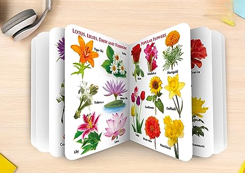 My First Board Books Flowers | Big Size Board Book For Kids By Sawan (Hardcover)