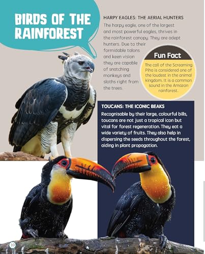 Must Know 100 Facts About Rainforest (Paperback)