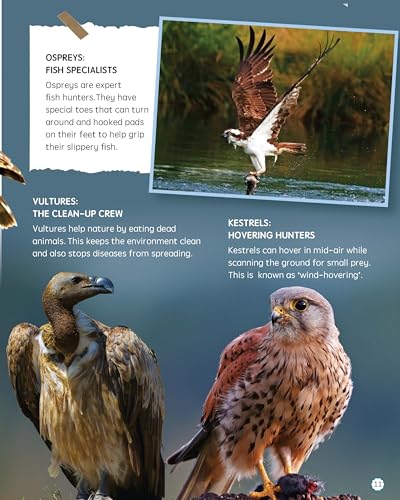 Must Know 100 Facts About Birds (Paperback)
