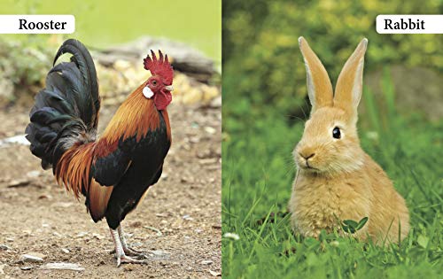 My First Book of Farm Animals for Children: Early Learning with Cows, Horses, Ducks & More | Friendly Creatures on the Farm | Bright Pictures and Simple Names | Develop Vocabulary & Recognition | Inte (Paperback)