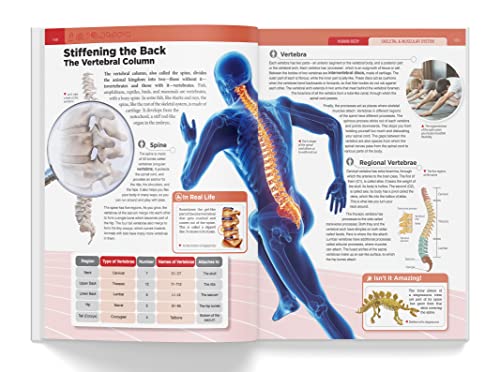 Knowledge Encyclopedia - Human Body (Hardcover)