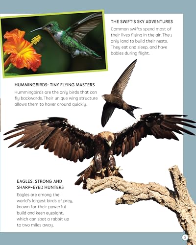 Must Know 100 Facts About Birds (Paperback)