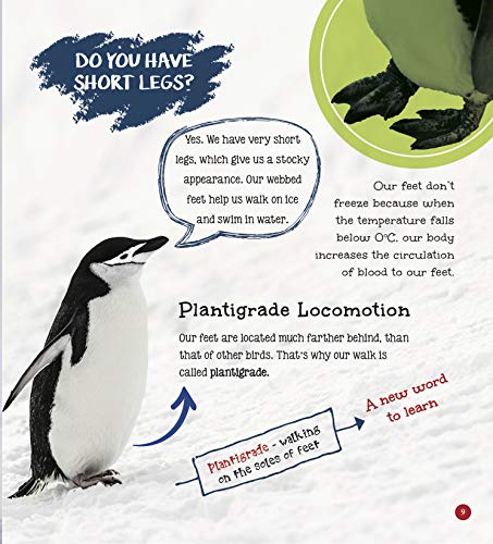 Penguin : Its Me Penguin ( Animal Encyclopedia) (Paperback)