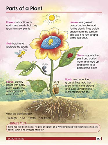 First Grade Activity Book: 320 Pages of Practice for Ages 6-7 – Reading, Phonics, Grammar, Science, Fun Puzzles, Geometry, Data Handling & More (Paperback)