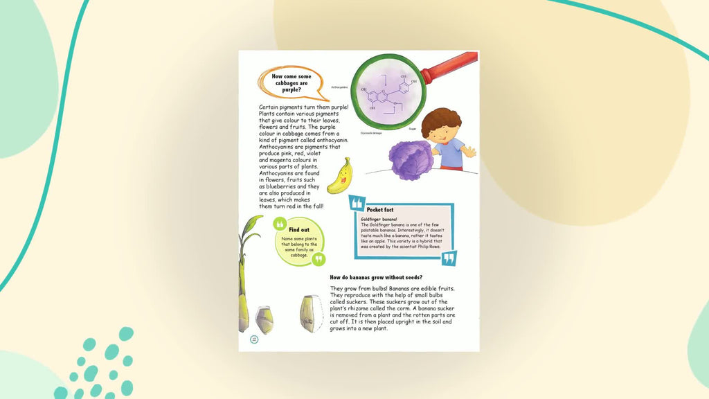 Amazing Questions & Answers Plants (Paperback)