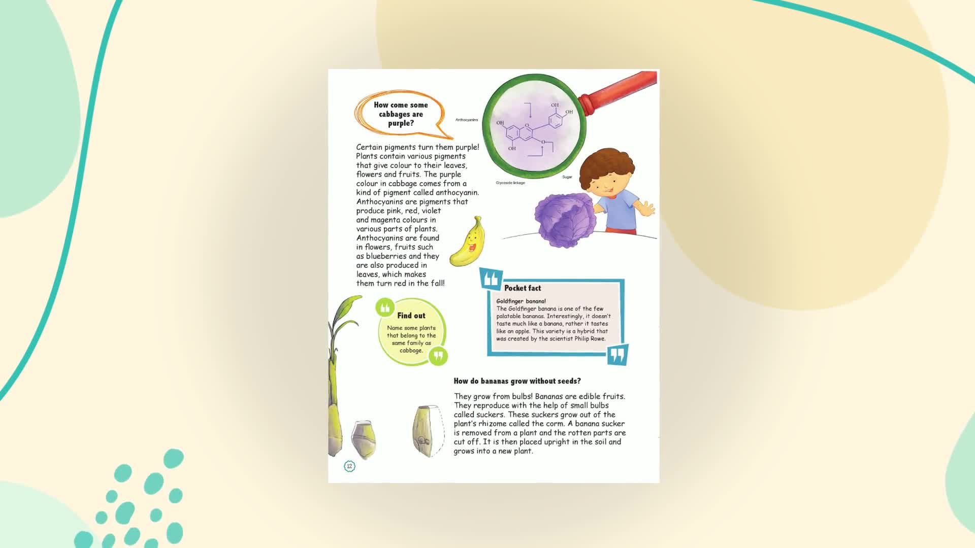 Amazing Questions & Answers Plants (Paperback)