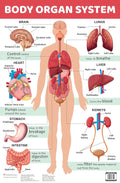 Body Organ System : Charts (Wall Chart)