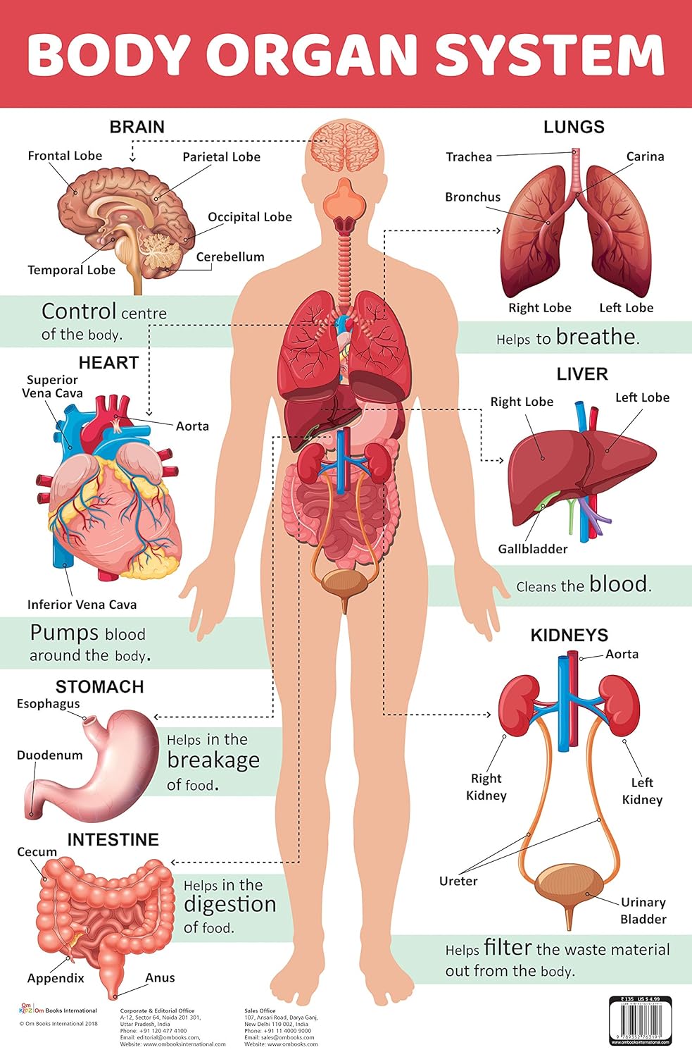 Body Organ System : Charts (Wall Chart)